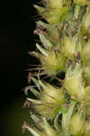 Southern sandbur